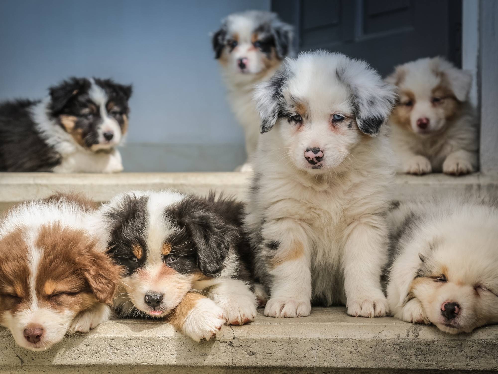 Seven Australian Shepherd puppies on some concrete stairs.