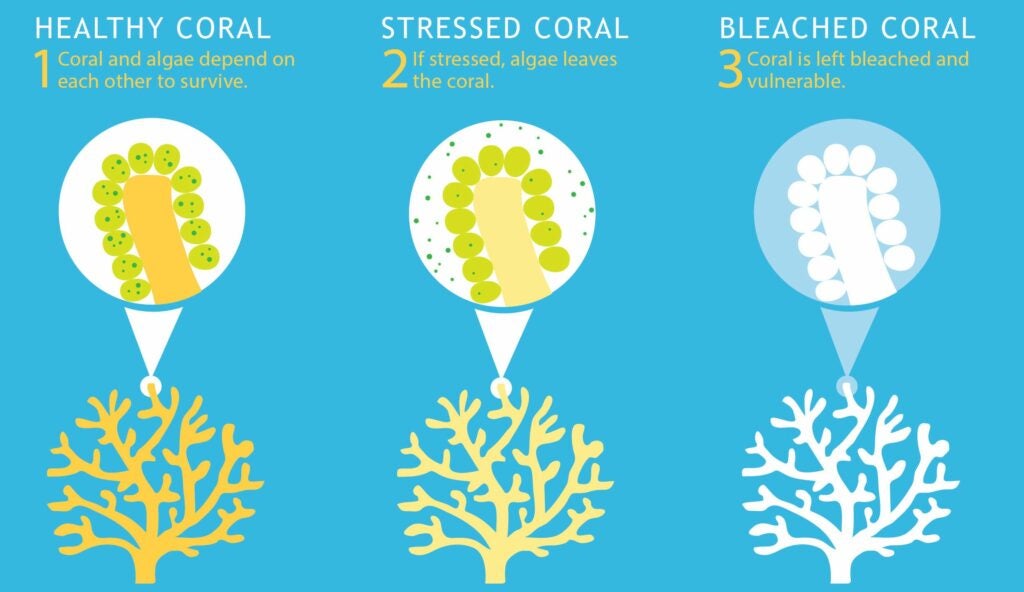 Three steps of coral bleaching on sky blue background