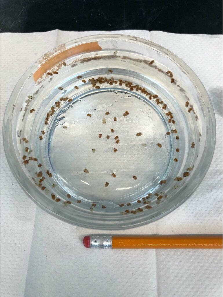 128 Hawaiian bobtail squid in a small Pyrex dish, with a pencil in the foreground for comparison.