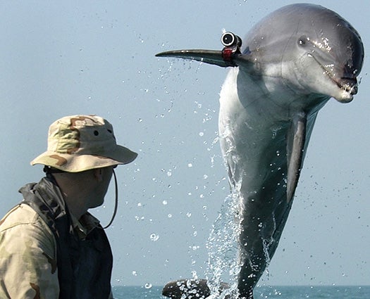 Trained Soviet Attack Dolphins With Head-Mounted Guns Are On The Loose