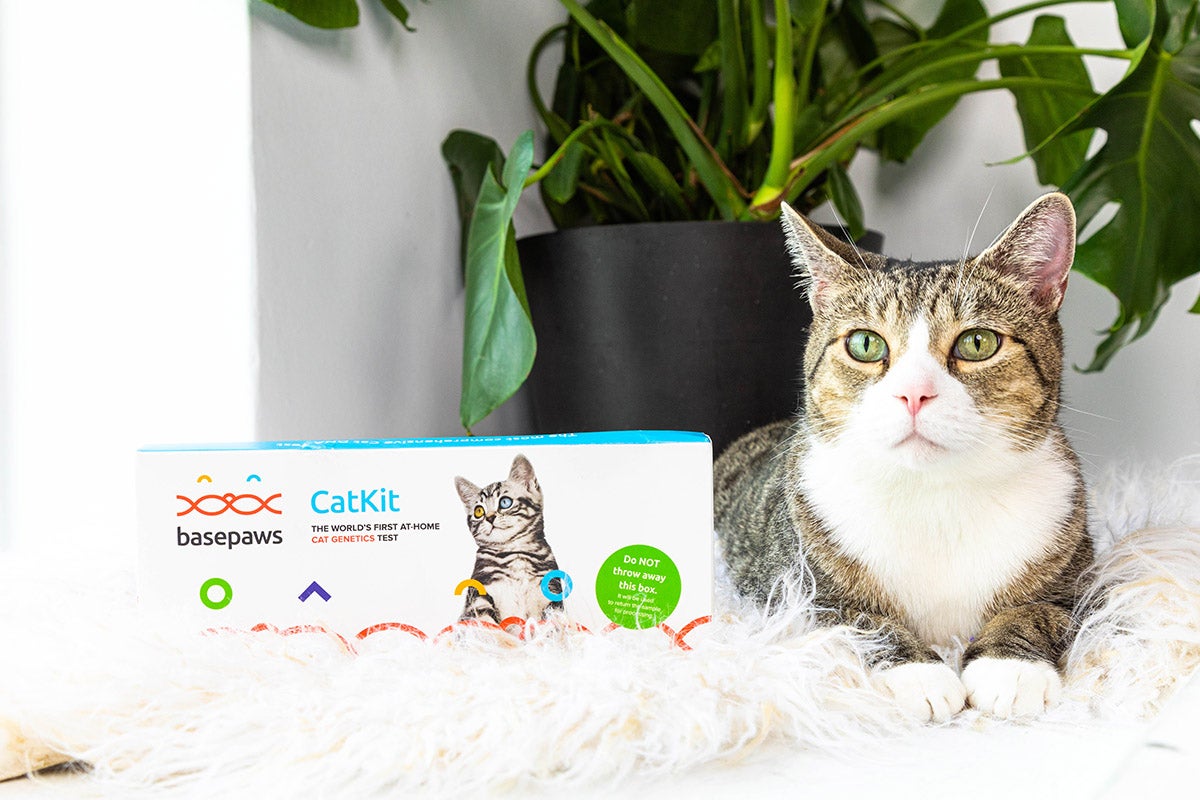 Uncover your cat’s genetic ancestry with this package