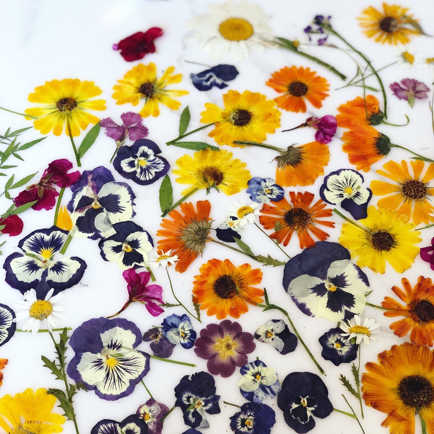 Pressed and dried flowers in purple, orange, and yellow