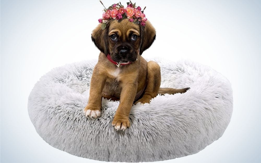 A brown small dog with some flowers on his head sitting in his grey plush bed.