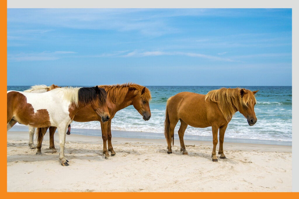 wild horses in assateague island national seashore