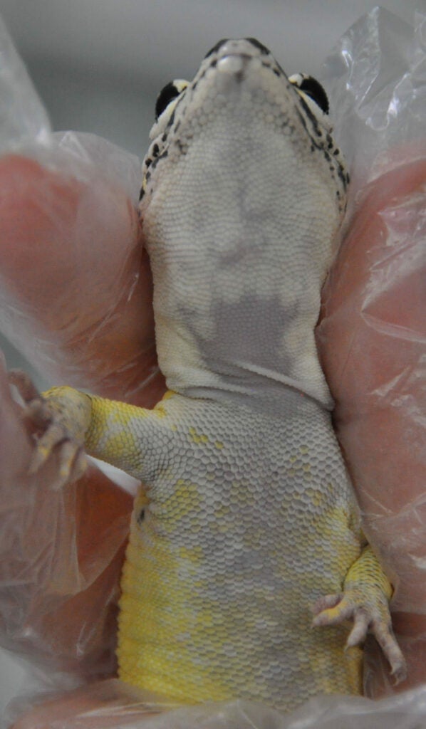 The underbelly of a Lemon Frost leopard gecko with hardened, white spots covering the neck.