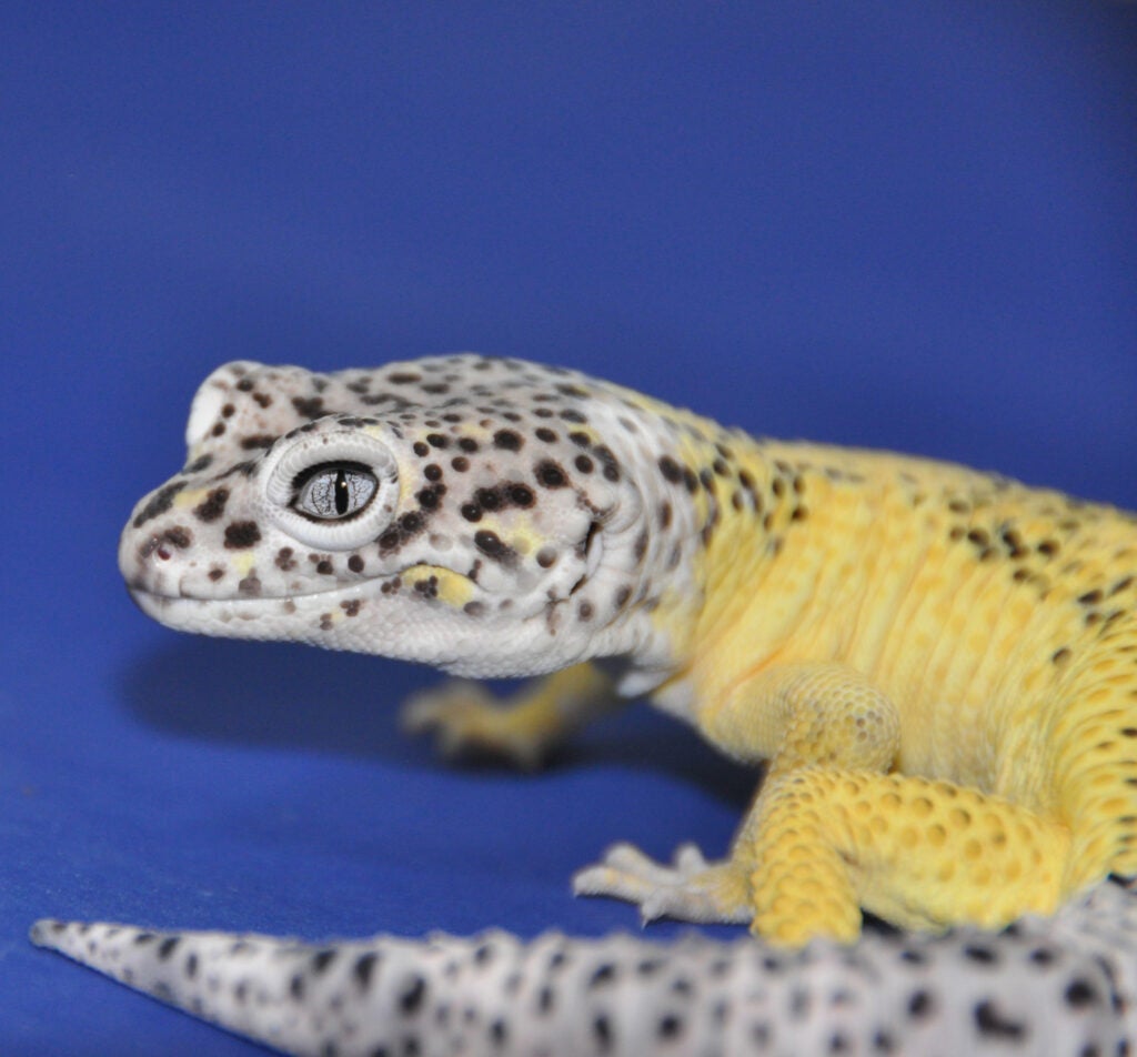 A leopard gecko with extra bright yellow color, and both black and yellow spots appears to look directly at the camera with one piercing grey eye. The lizard stands against a blue background.