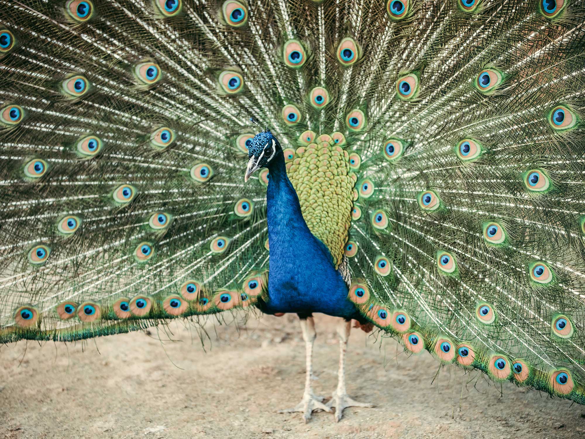Male Peacocks Try To Attract Females While Already Bonking Other Females