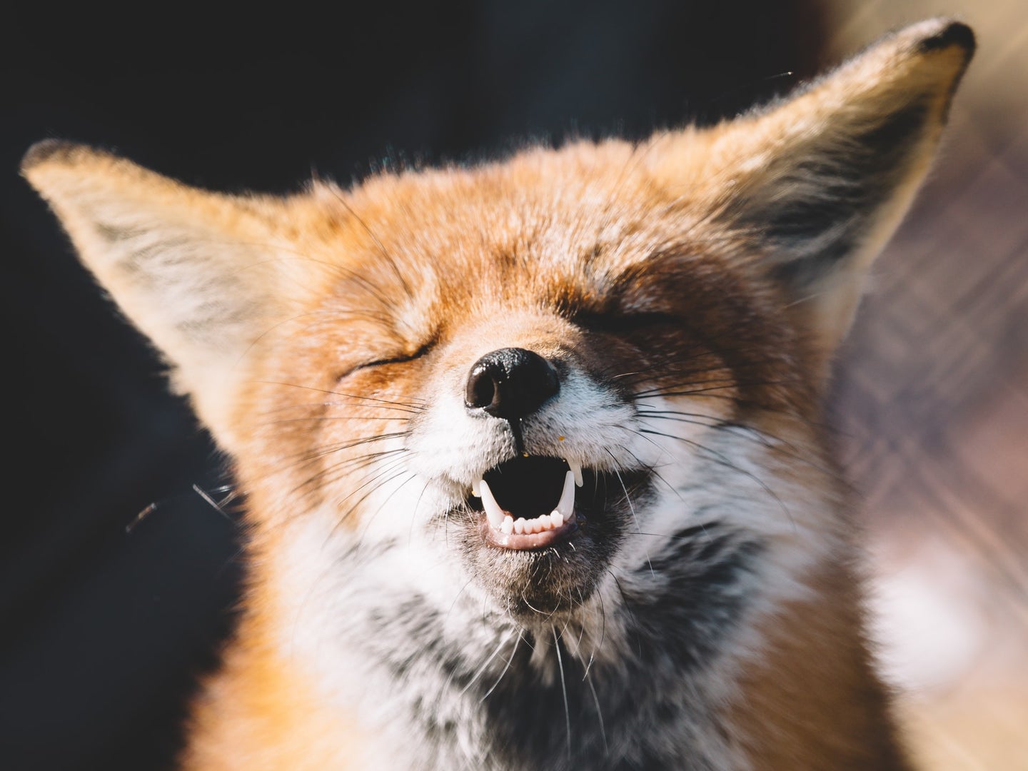 Red fox with eyes closed and teeth bared