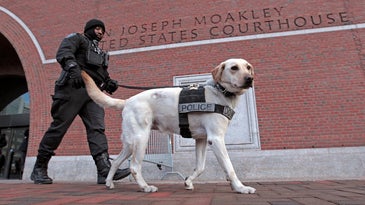 No machine can beat a dog’s bomb-detecting sniffer