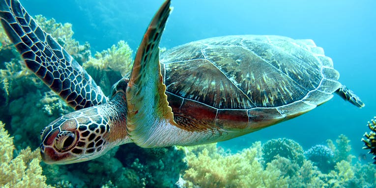 Another Reason Not To Eat Sea Turtles: Antibiotic-Resistant Bacteria