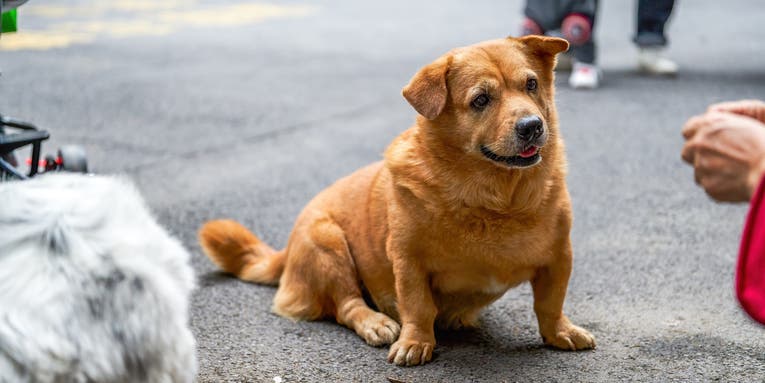 Why corgi mixes look like adorable munchkin versions of other dogs
