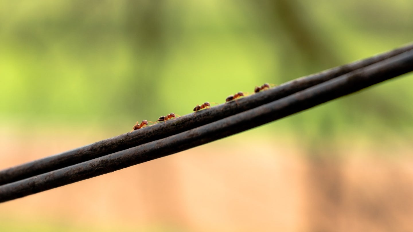 Ants climbing on an electrical wire.