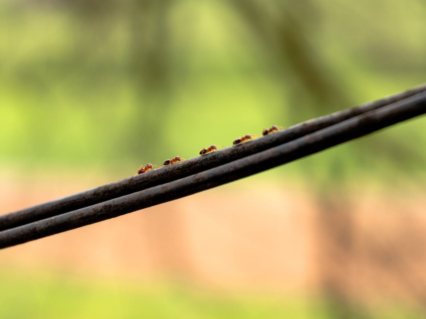 Ants climbing on an electrical wire.