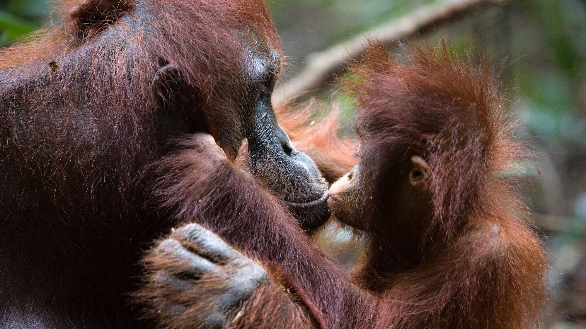 This young orangutan can rely on its mom to supply breast milk for up to eight years.