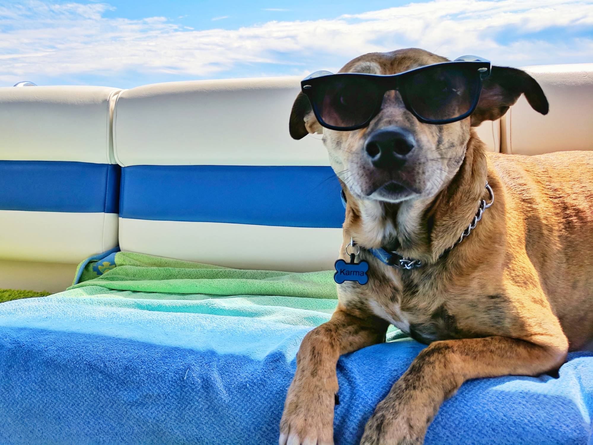 dog with sunglasses at the beach
