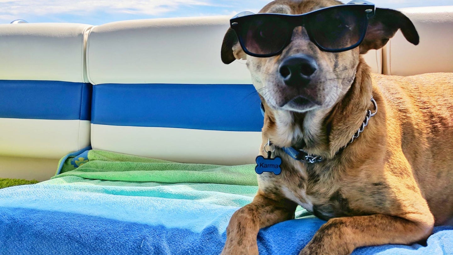 dog with sunglasses at the beach