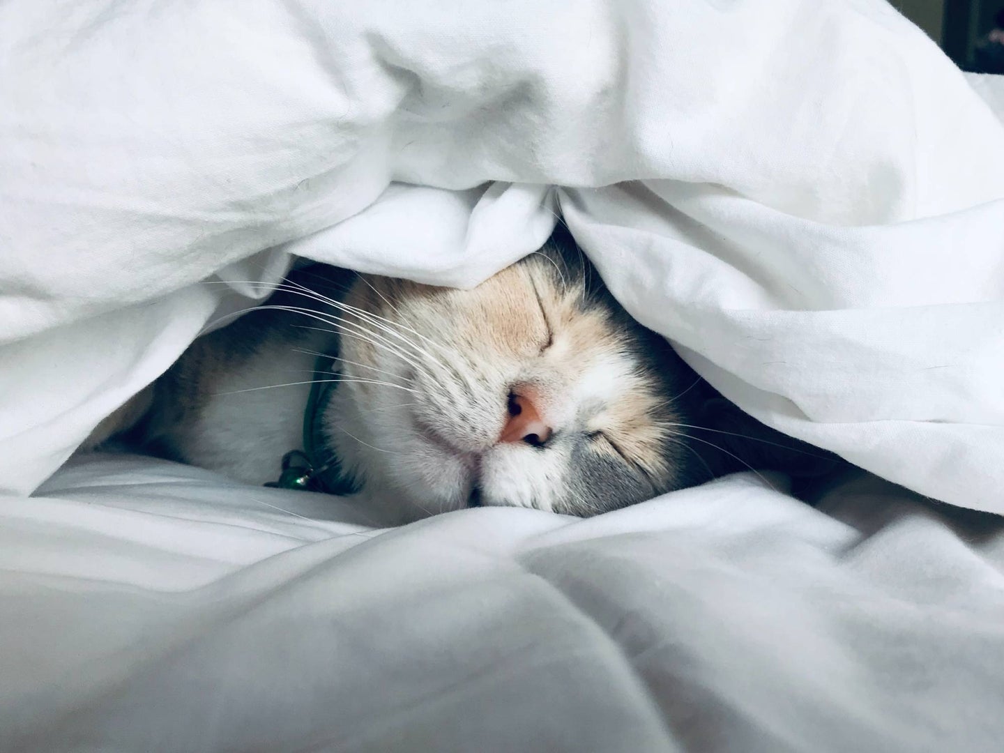 sleeping cat face peeking from under bed covers