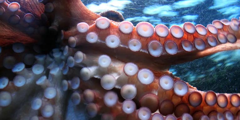 A ‘male’ octopus surprised its keepers with a cloud of 10,000 babies
