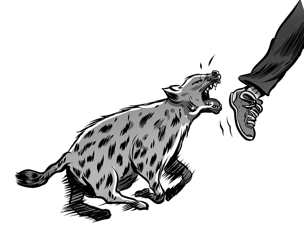 When hyenas invade.