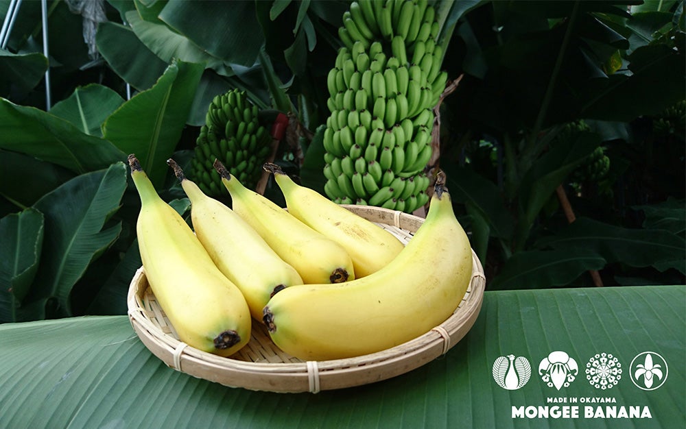 cold-weather Mongee banana by D&T Farm on a plate