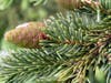 Black Hills spruce with pinecones