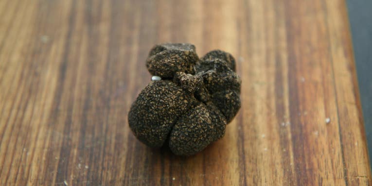 Black truffles imperiled by climate change