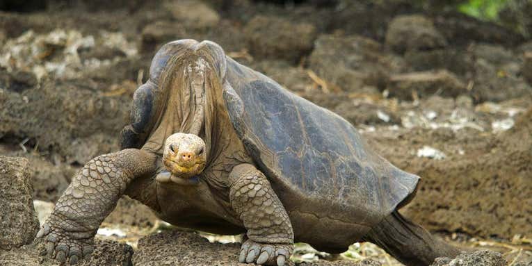 Lonesome George’s genes could reveal the secrets of longevity