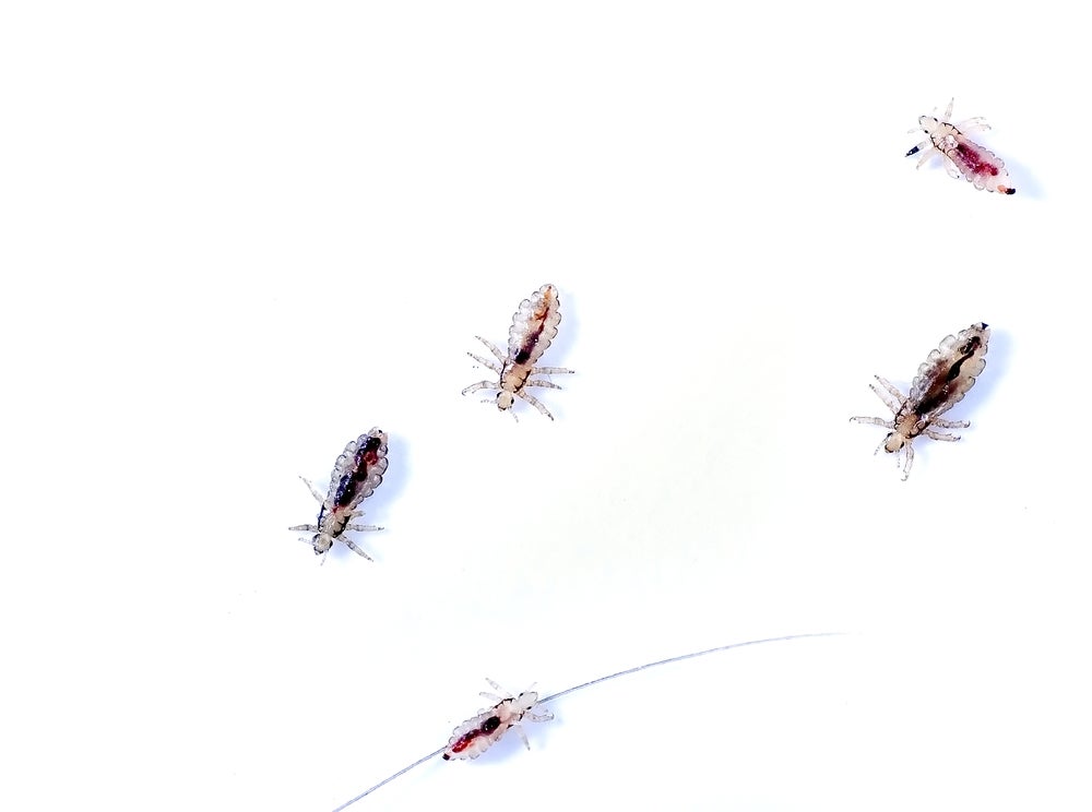 Five head lice on a white background.