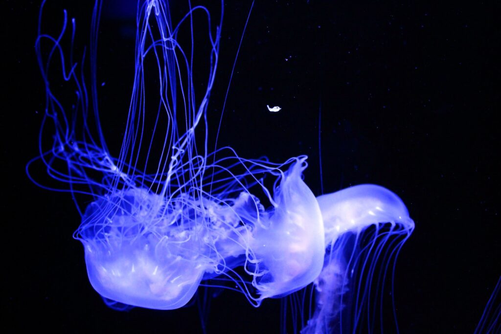 Purple jellyfish float in the dark