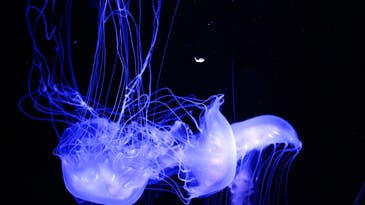 The new jellyfish genome proves you don’t need weird genes to be a weirdo