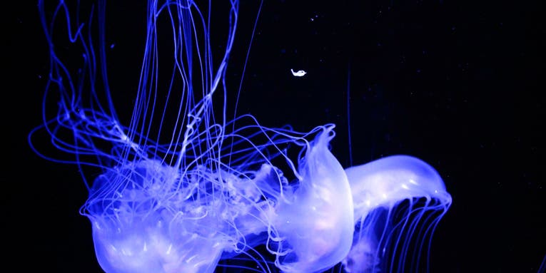 The new jellyfish genome proves you don’t need weird genes to be a weirdo
