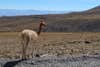 A llama like animal stands beside the road