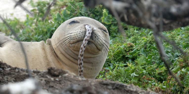 This is a seal with an eel stuck up its nose