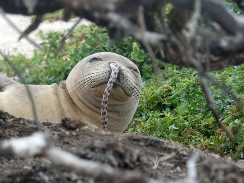 a brown seal has a spotted eel hanging from its nose