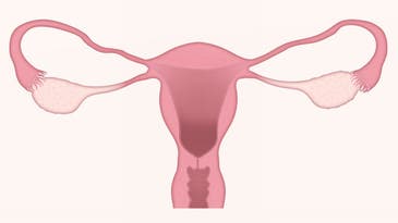 The medical community is finally realizing the uterus is more than a ‘baby house’