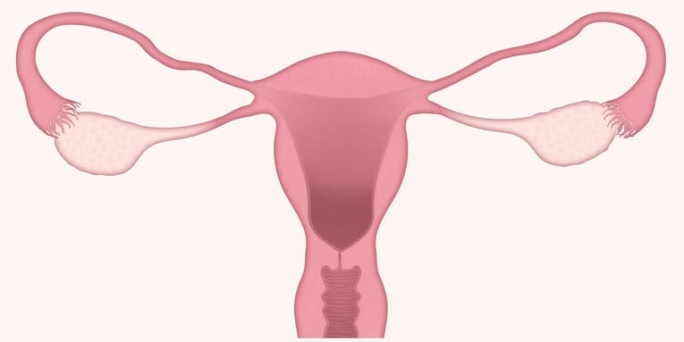 The medical community is finally realizing the uterus is more than a ‘baby house’