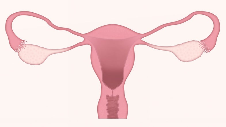 Drawing of female reproductive system, including uterus, vagina, fallopian tubes and ovaries.