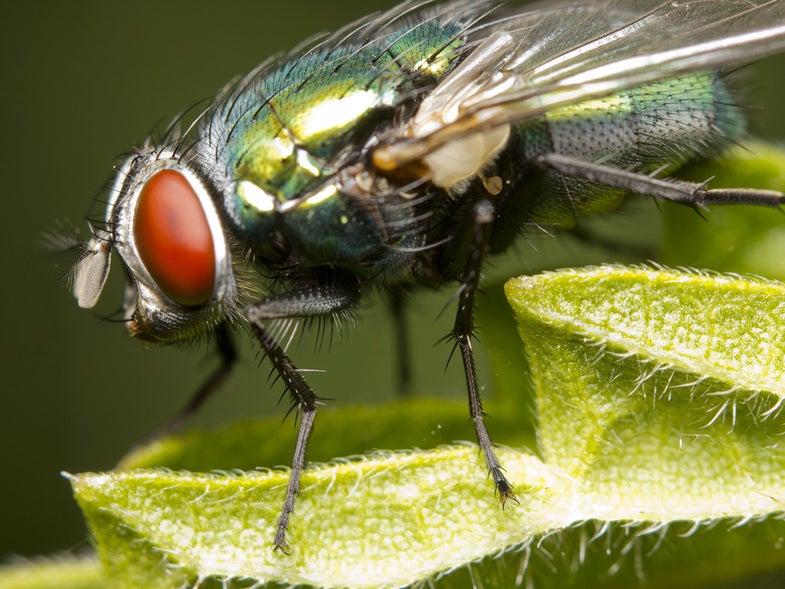 Closeup of blow-fly or carrion fly Calliphoridae