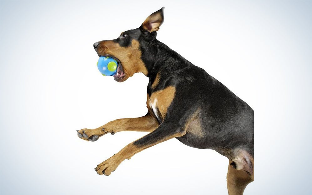 dog world ball
