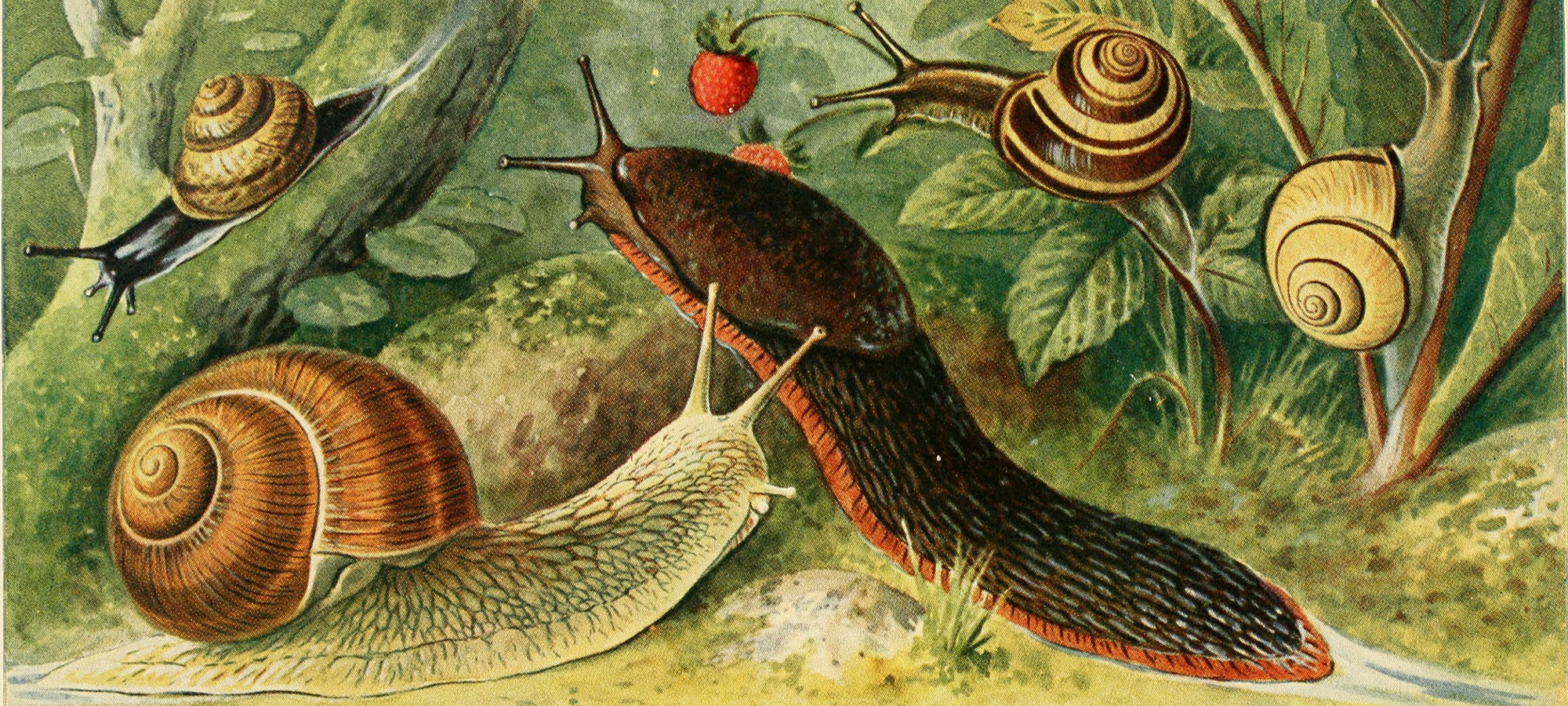 Sex, starvation, and saltwater moats: snail farms are wilder than you could  ever imagine