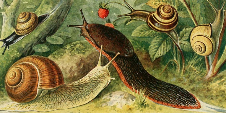 Sex, starvation, and saltwater moats: snail farms are wilder than you could ever imagine