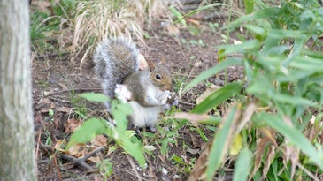Squirrel Census Central Park