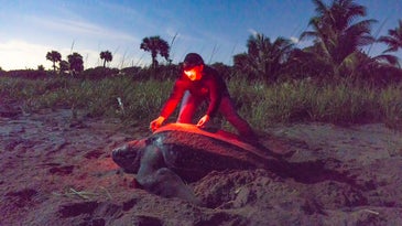 leatherback turtle with a man