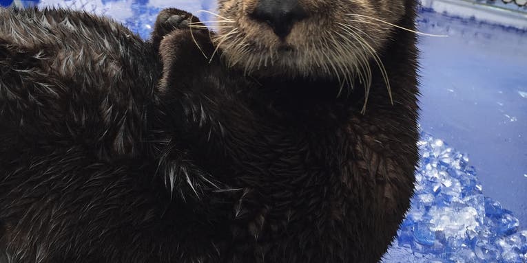 A blindfolded sea otter named Selka shows how the critters find food in murky water