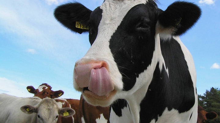 a cow sticking its tongue in its nose
