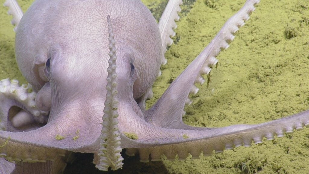 octopus up close nautilus