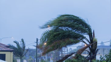 a palm tree bending in the wind