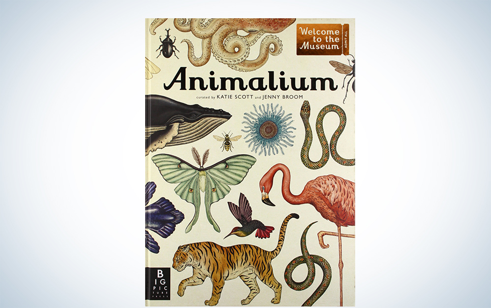 Animalium: Welcome to the MuseumÂ by Jenny Broom