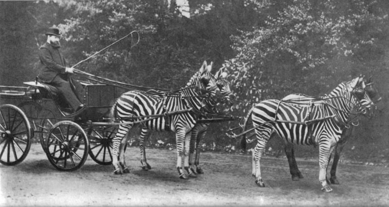 walter rothschild zebra carriage