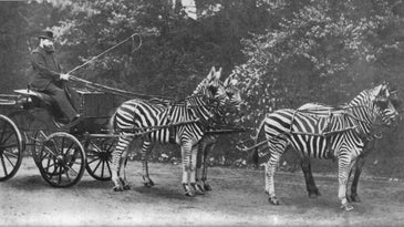 walter rothschild zebra carriage